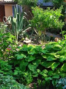 Сад_Оазис - 6