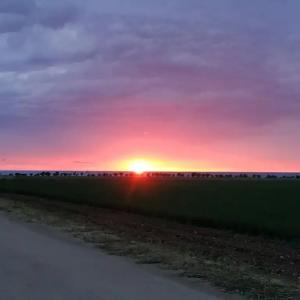 Лавандина - 10