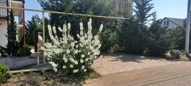 Лавандина - 13