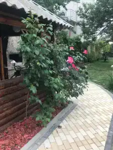 Райский уголок - 21