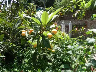 Усадьба Прованс - 4