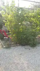 Лукоморье - 190