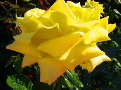 Пансионат Орхидея - 112