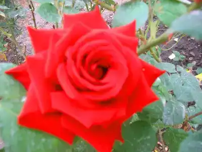 Пансионат Орхидея - 117