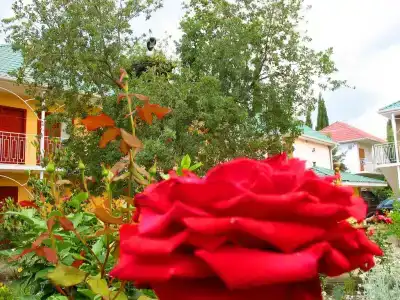 Пансионат Орхидея - 118