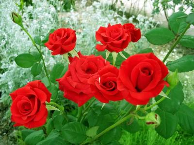 Пансионат Орхидея - 122