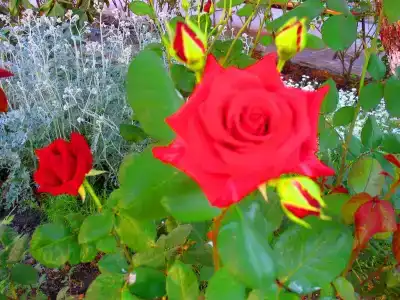 Пансионат Орхидея - 175