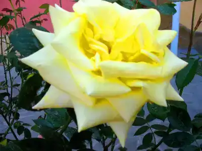 Пансионат Орхидея - 176