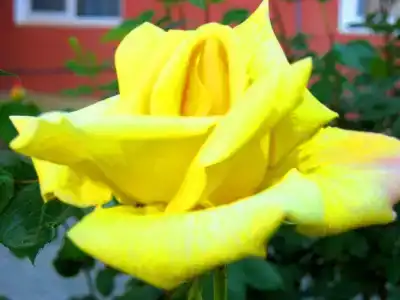 Пансионат Орхидея - 177