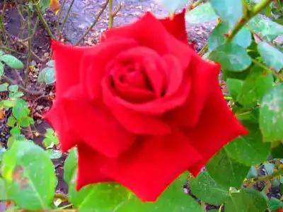 Пансионат Орхидея - 180