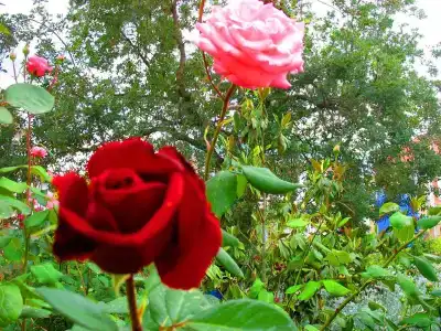 Пансионат Орхидея - 181