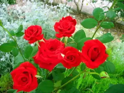 Пансионат Орхидея - 183