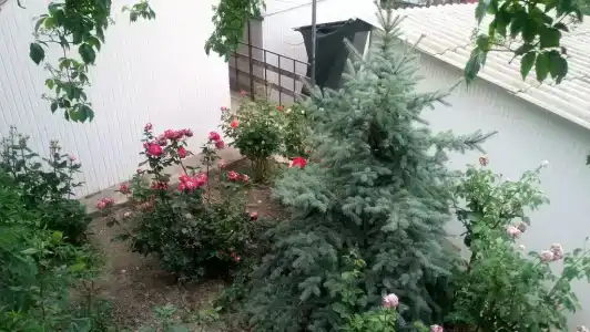 Фокс - 24