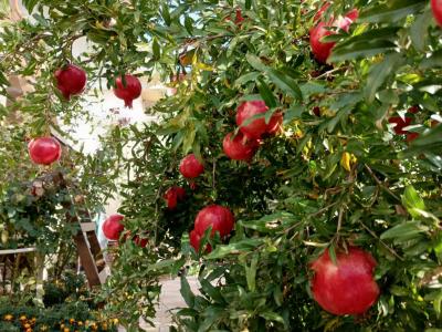 Простоквашино на Азове - 17