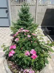 Ледис - 20