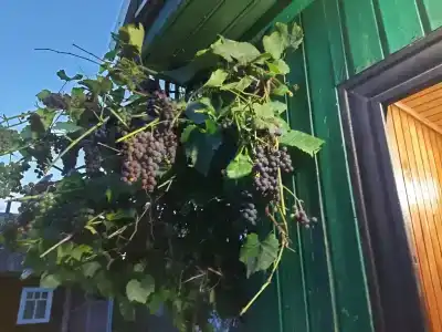 Домик на природе в СНТ Высоцкое - 58
