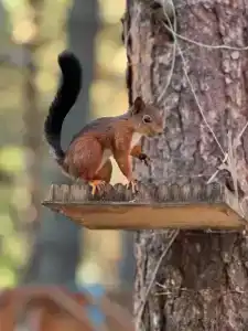 Терраса Домики в Архызе - 97