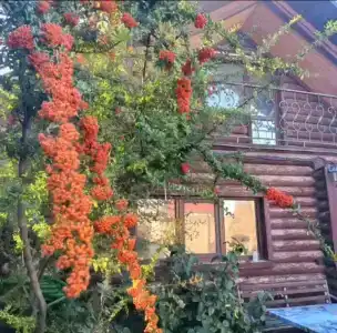 Русич - 21