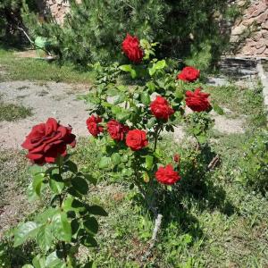 Парковый - 19