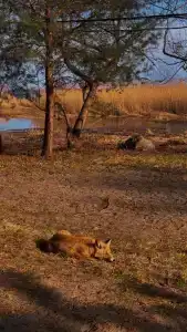 Куршале - 33