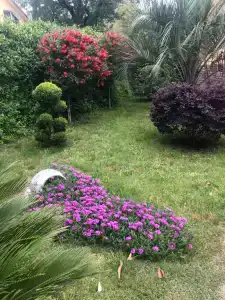 Апельсин - 1
