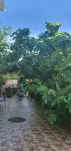 Дельфин на Приморской - 5