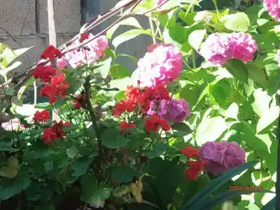 У Поповых - 8