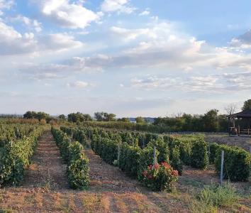 Усадьба Саркел - 16