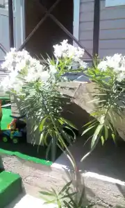 Новый сезон - 3