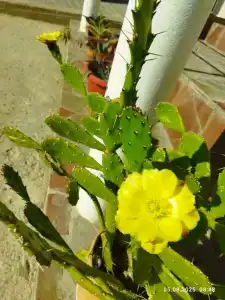 Ракушка Казантипа - 67