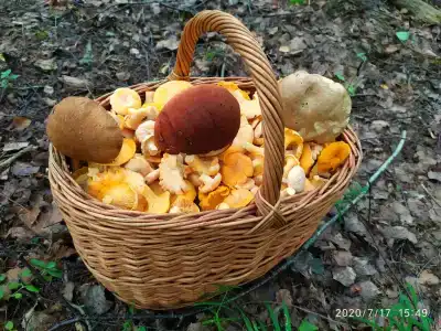 Домик в лесу с русской баней на дровах - 11