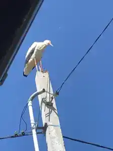 Царское село - 40