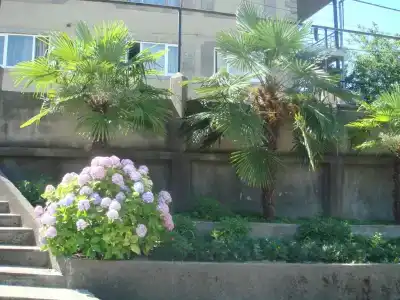 Анна - 2