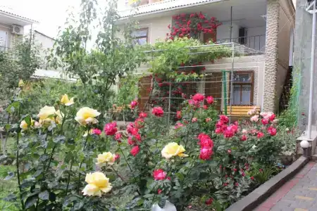 Елена - 55