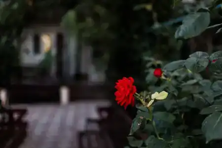 Фортуна - 1