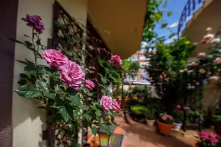 House Loris - 8