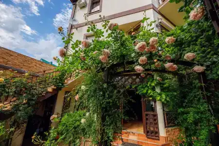 House Loris - 3