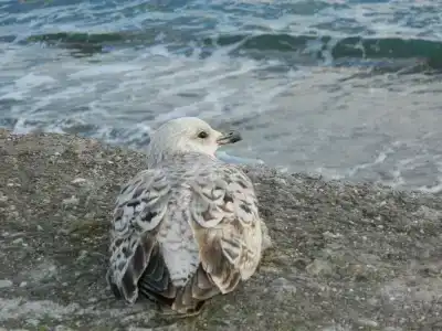 Гостевой Дом в Мисхоре - 114