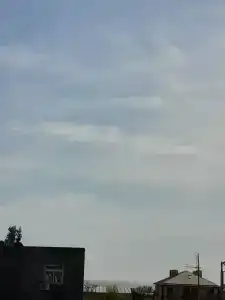 Южная Магнолия - 2