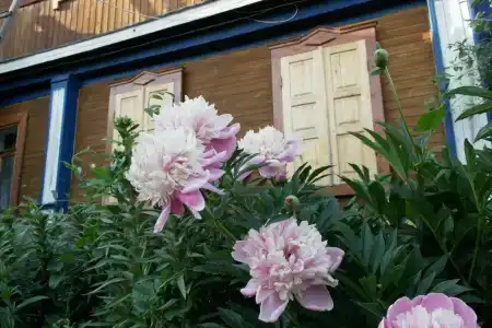 Варваринский - 1