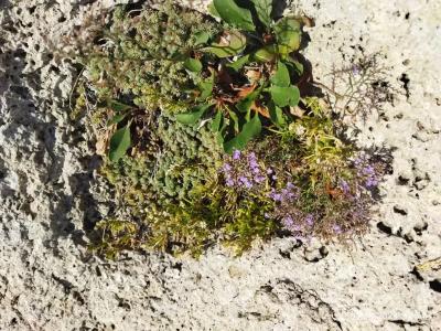 Ракушка Казантипа - 55