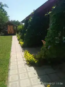 Лаванда Пересыпь - 2