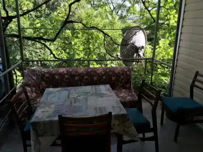Пальма - 65