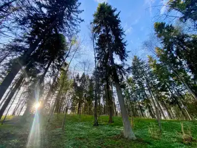 Парк-отель Руза Форест - 10
