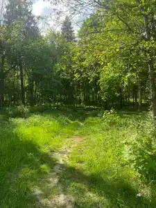 Парк-отель Руза Форест - 36