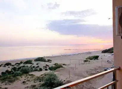 Palma Soneta - 14
