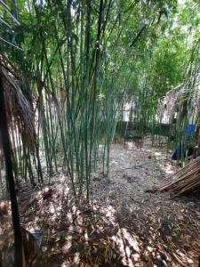 Bamboo Garden - 5