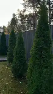 Шале в сосновом бору - 48