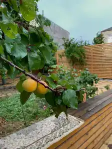 Дом напротив крепостной стены - 7