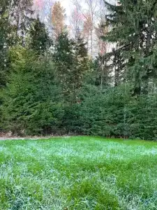 Доминго Дача - 31